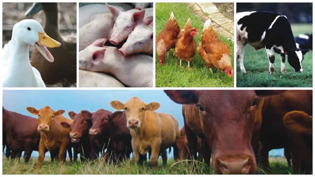 Stakeholders seek stricter regulation for livestock industry expansion